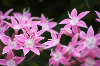 Close-up of flowers blooming outdoors