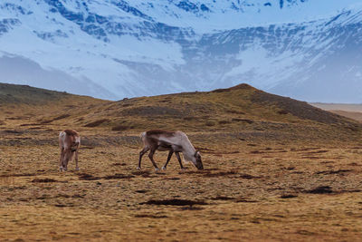 Horses grazing on landscape