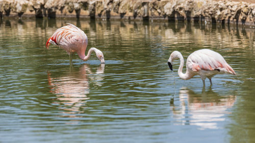 Ducks in a lake