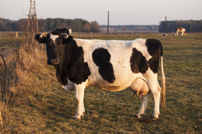 Cows on field