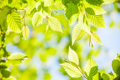 Close-up of fresh leaves on plant