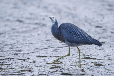 Close-up of gray heron on water