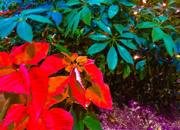 Close-up of red flowers