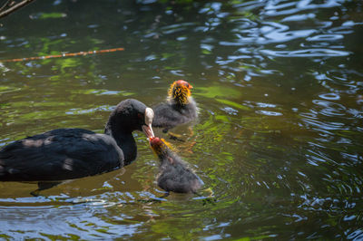 Duck feeding duckling in lake