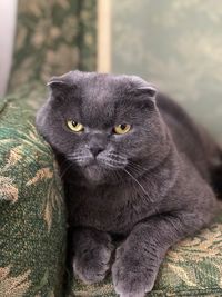 Close-up portrait of cat relaxing outdoors