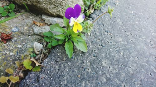 High angle view of flowers