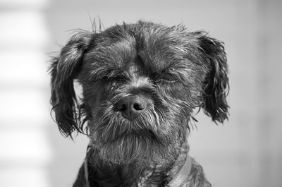 Small black dog looking at the camera just after a swim in the pool