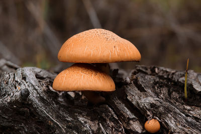 Mushroom against background