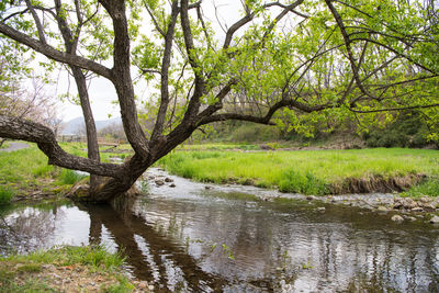 Scenic view of lake in forest