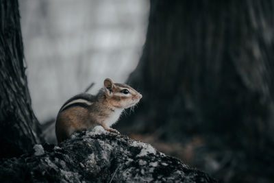 Squirrel on tree trunk