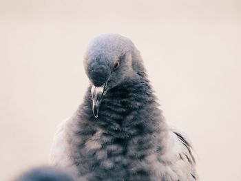 Close-up of bird