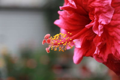 Close-up of red hibiscus blooming outdoors