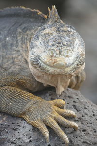 Close-up of iguana on rock