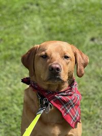 Close-up of dog