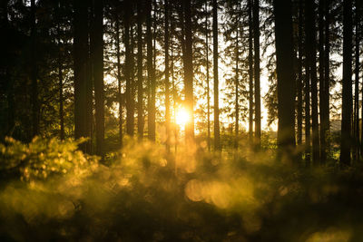 Trees in forest during sunset