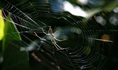 Spider on web