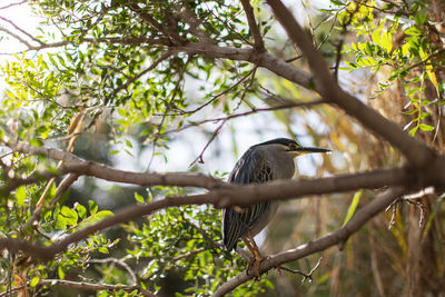 Low angle view of bird perching on branch