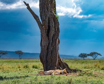 View of lizard on tree trunk against sky