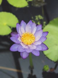 Close-up of purple water lily