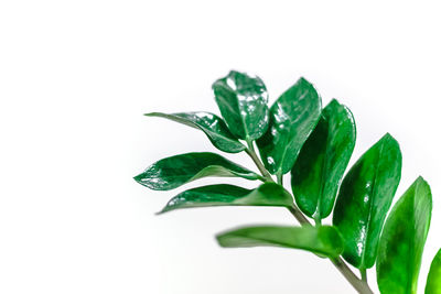 Close-up of leaves against white background