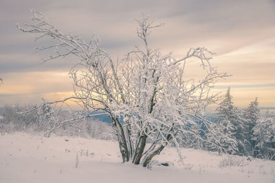 Snow covered trees on field against sky during sunset