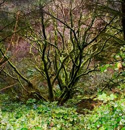 Trees growing in forest