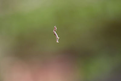 Close-up of pink flower against blurred background