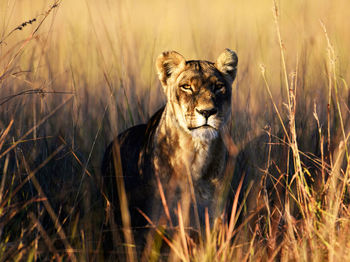 Portrait of a cat on grass