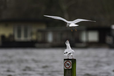 Close-up of seagull flying over river