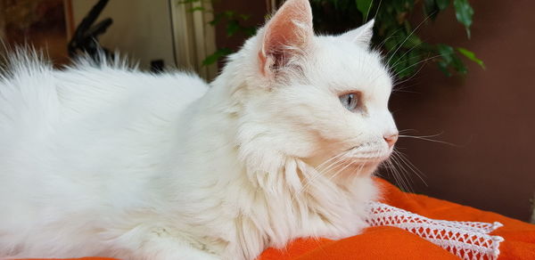 Close-up of a cat looking away