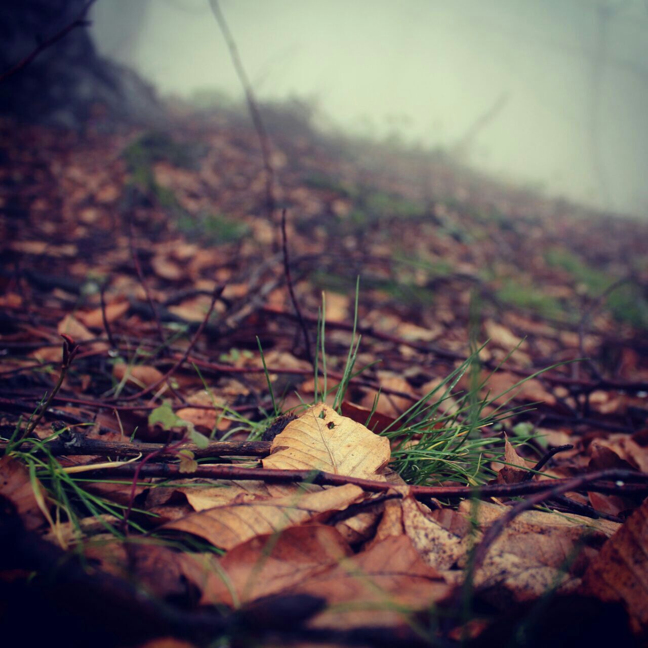 leaf, dry, autumn, close-up, focus on foreground, selective focus, nature, tranquility, change, outdoors, fallen, no people, plant, day, leaves, surface level, twig, field, forest, season