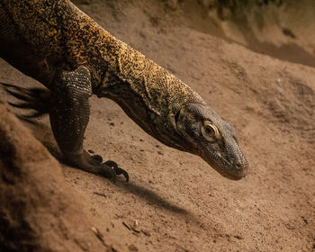 Komodo dragon on field