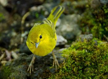 Close up of bird