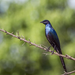 Close-up of bird perching on branch