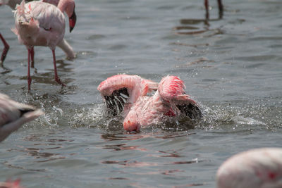 Person swimming in a water