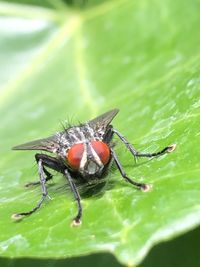 Close-up of insect on leaf