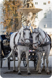 Horse cart on street in city