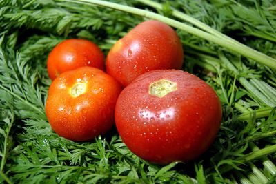 High angle view of fresh tomatoes