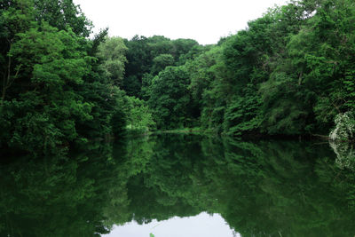 Reflection of trees in forest