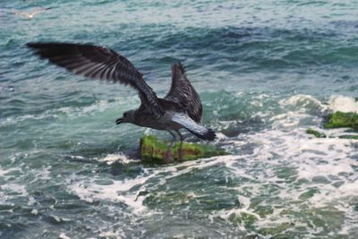 Seagull flying over sea