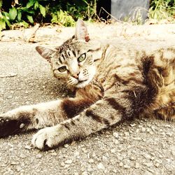 Cat in zoo