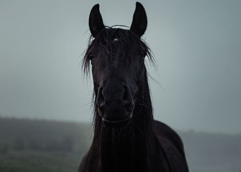 Close-up view of black horse pony eyes snout in haze fog foggyhorse standing against sky