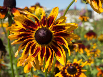 Detail shot of yellow flowers