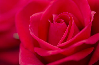 Close-up of red rose