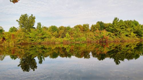 Tree by lake in forest against sky