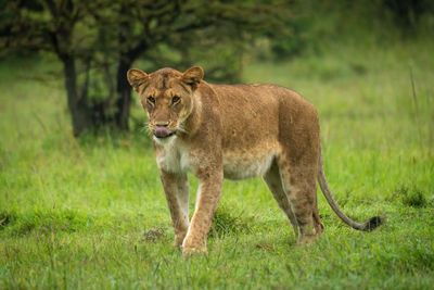 Lioness walks over short grass licking lips