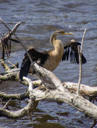 Shah drying it's wings after fishing.