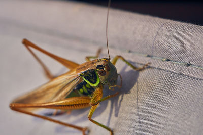 Close-up of grasshopper 