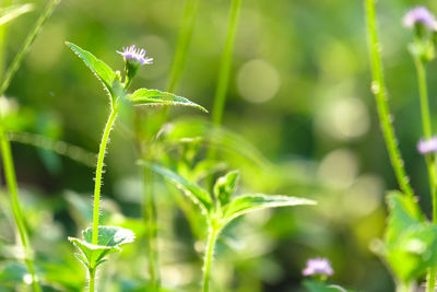 Close-up of plant