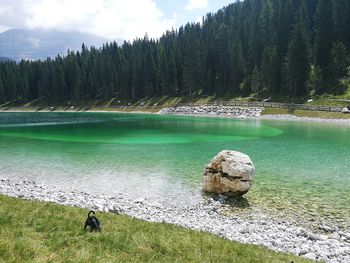 Scenic view of lake in forest